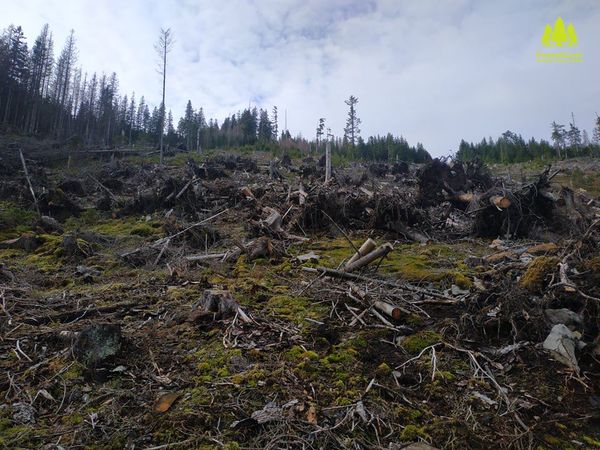 В заказнику на Богородчанщині виявлено суцільну рубку лісу