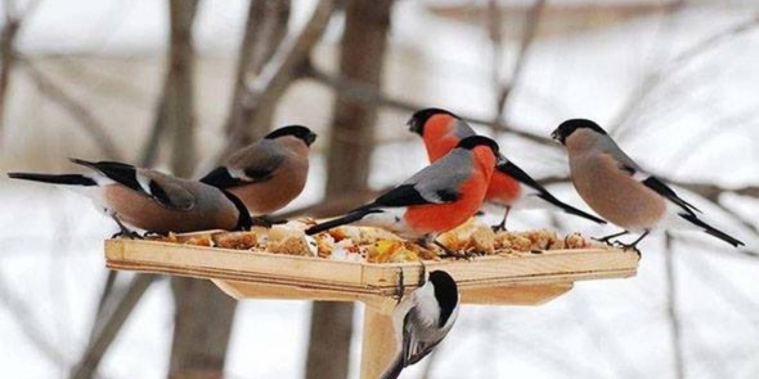 Жителів Франківщини запрошують долучитися до акції «Нагодуй птахів взимку»