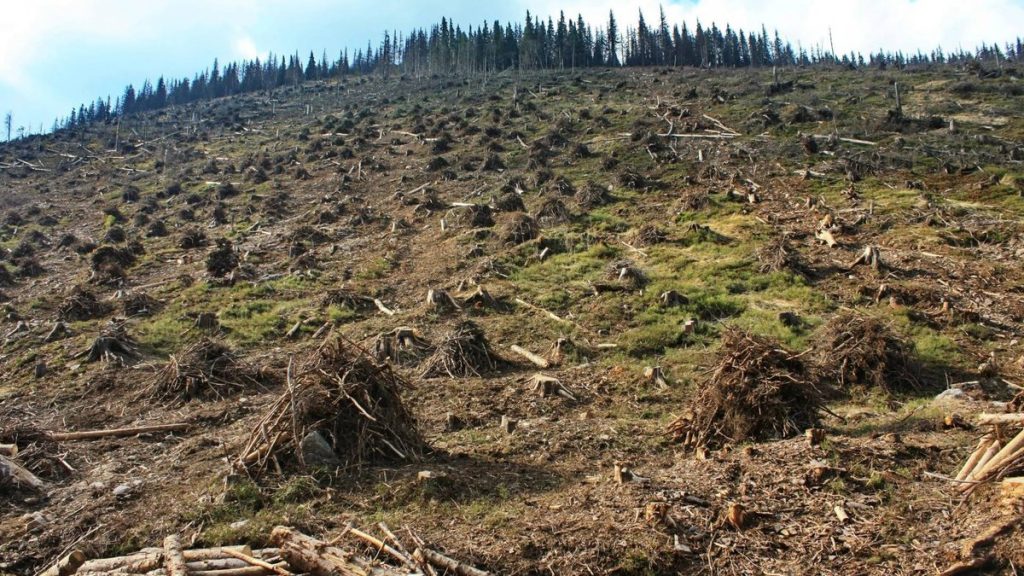 ООН: через незаконні рубки і зміни клімату Карпатський регіон у реальній небезпеці