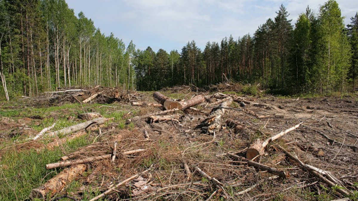 На Франківщині один із лісгоспів заплатить понад 600 тисяч гривень за збитки, завдані через незаконну рубку лісу