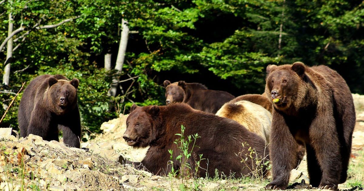 Здай пляшку - відвідай ведмедів: в нацпарк «Синевир» можна потрапити безкоштовно в обмін на сміття