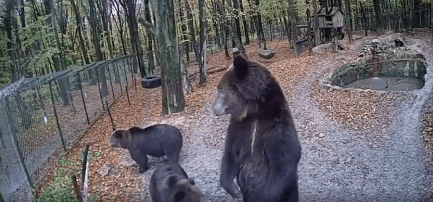 У мережі поділилися кумедним відео з ведмедями Галицького нацпарку