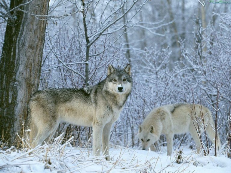 Мешканці курортної Ворохти живуть в страху через вовків