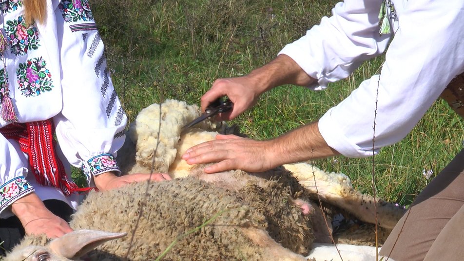 Вівчар з Коломийщини розповів, коли і як стригти овець ФОТО та ВІДЕО