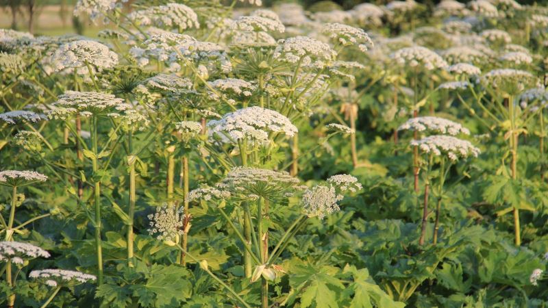 У франківському виші знайшли застосування отруйному борщівнику ВІДЕО