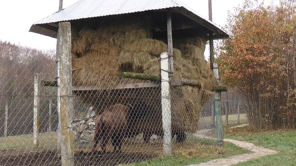 Заморених голодом бізонів-нелегалів поселили у Галицький нацпарк ФОТО та ВІДЕО