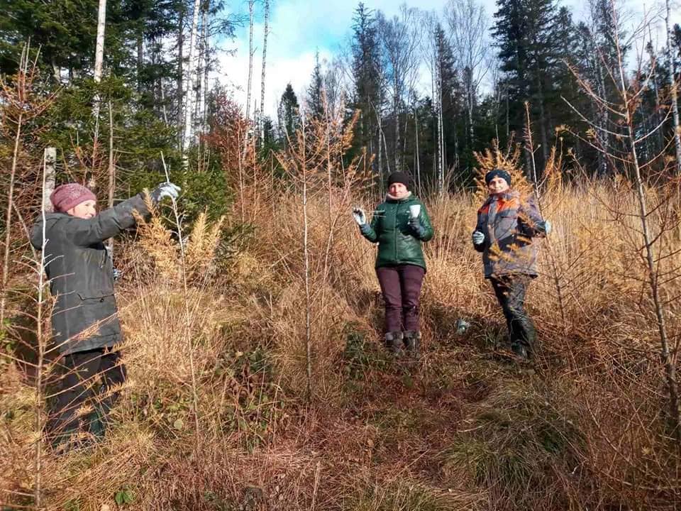 На Прикарпатті працівники лісового господарства захистили молоді дерева від диких тварин