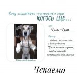 Хочуть нову домівку: тваринки з “Дому Сірка” написали зворушливі листи до Святого Миколая