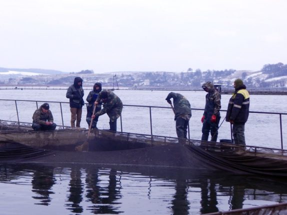 В акваторію Бурштинського водосховища випустили майже чверть мільйона мальків риби