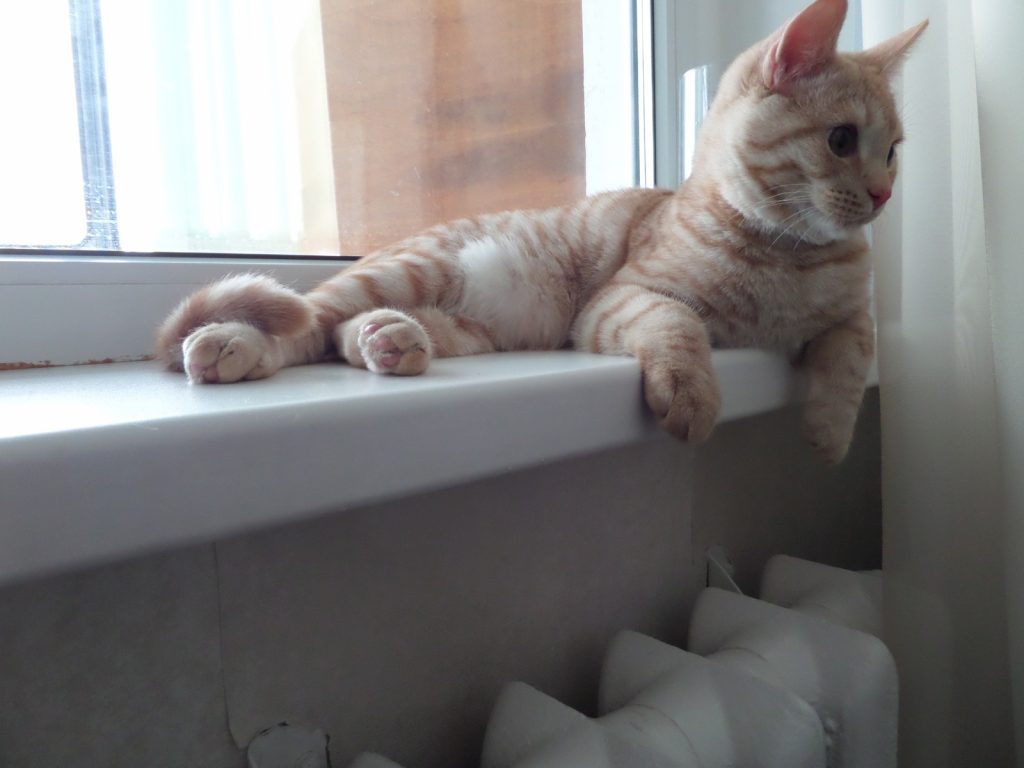 «Івано-Франківськтеплокомуненерго» готується підвищити тарифи на 16%