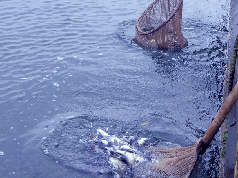 У Бурштинське «море» випустили понад 200 тисяч рибин ФОТО