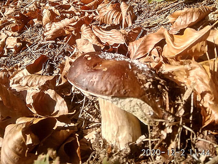 На Прикарпатті білі гриби збирають навіть взимку ФОТО