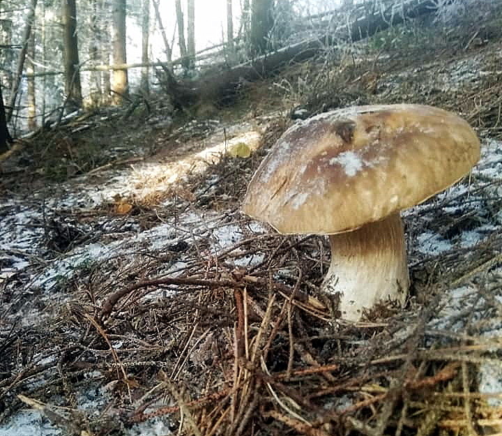 На Прикарпатті білі гриби збирають навіть взимку ФОТО