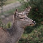 Як живеться врятованим від людей тваринам у Карпатському національному природному парку ФОТОРЕПОРТАЖ