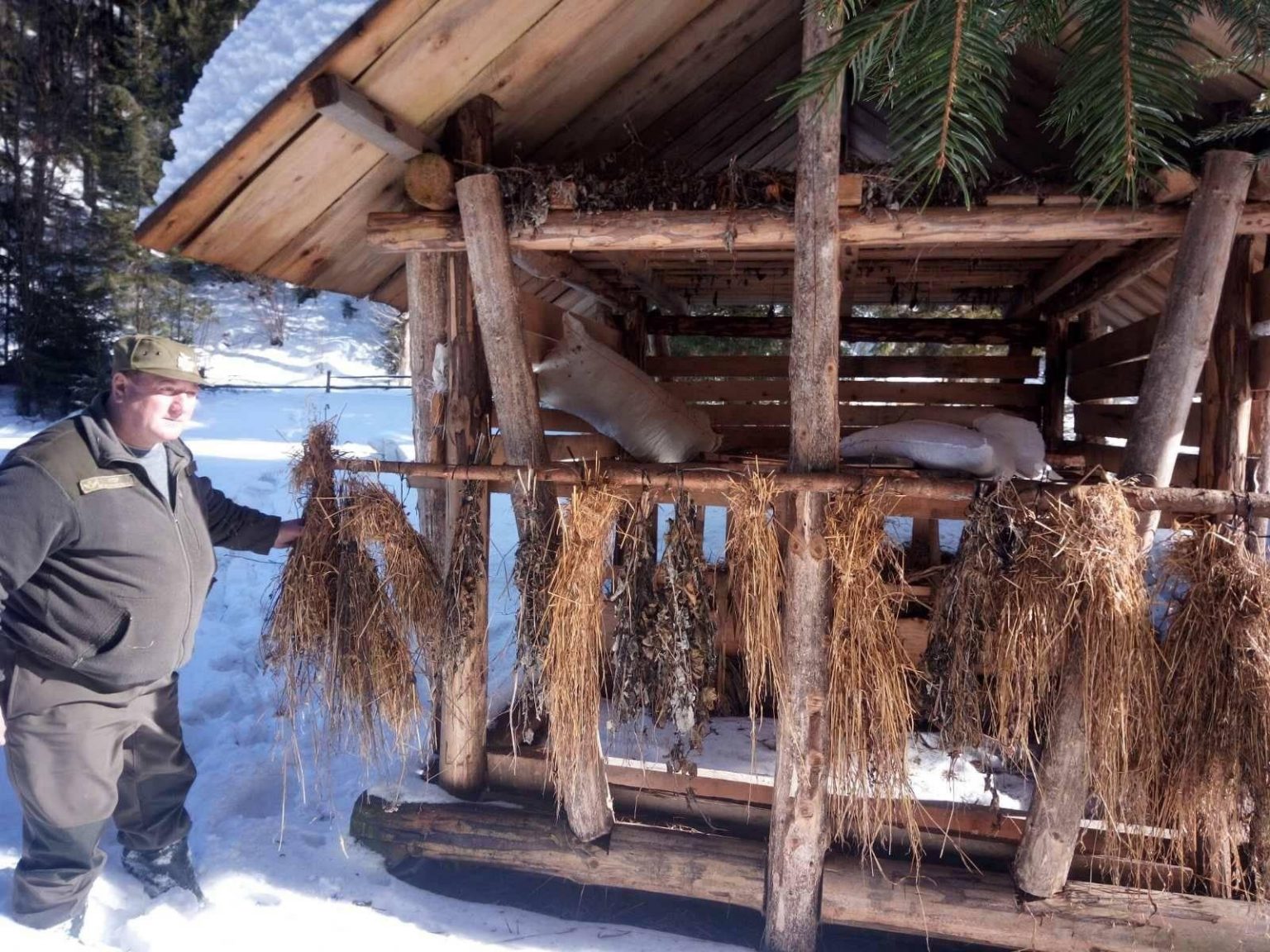 Прикарпатські єгеря підгодовують диких тварин у зимовий період