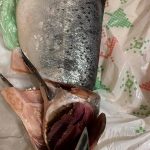 франківчанка