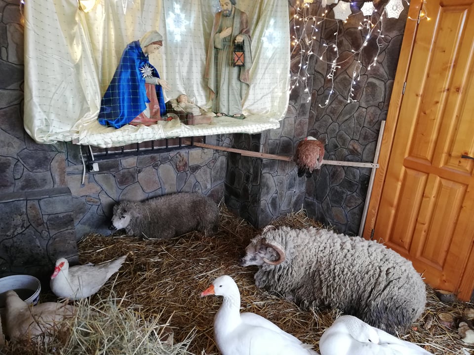 В одному із храмів Франківська встановили вже традиційну живу різдвяну шопку ФОТОРЕПОРТАЖ