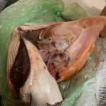 франківчанка