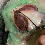 франківчанка