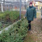 На свята прикарпатські лісівники продали понад 3 тисячі новорічних дерев