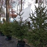 На свята прикарпатські лісівники продали понад 3 тисячі новорічних дерев