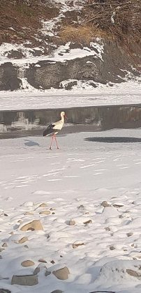 На Прикарпатті у гірській річці рибалить незвичайний рибалка ФОТО та ВІДЕО