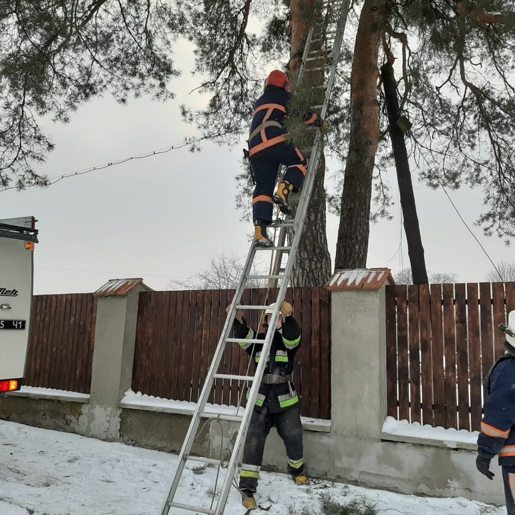 Прикарпатські надзвичайники врятували кота, який видерся на дерево та застряг ФОТО