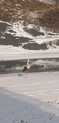 На Прикарпатті у гірській річці рибалить незвичайний рибалка ФОТО та ВІДЕО