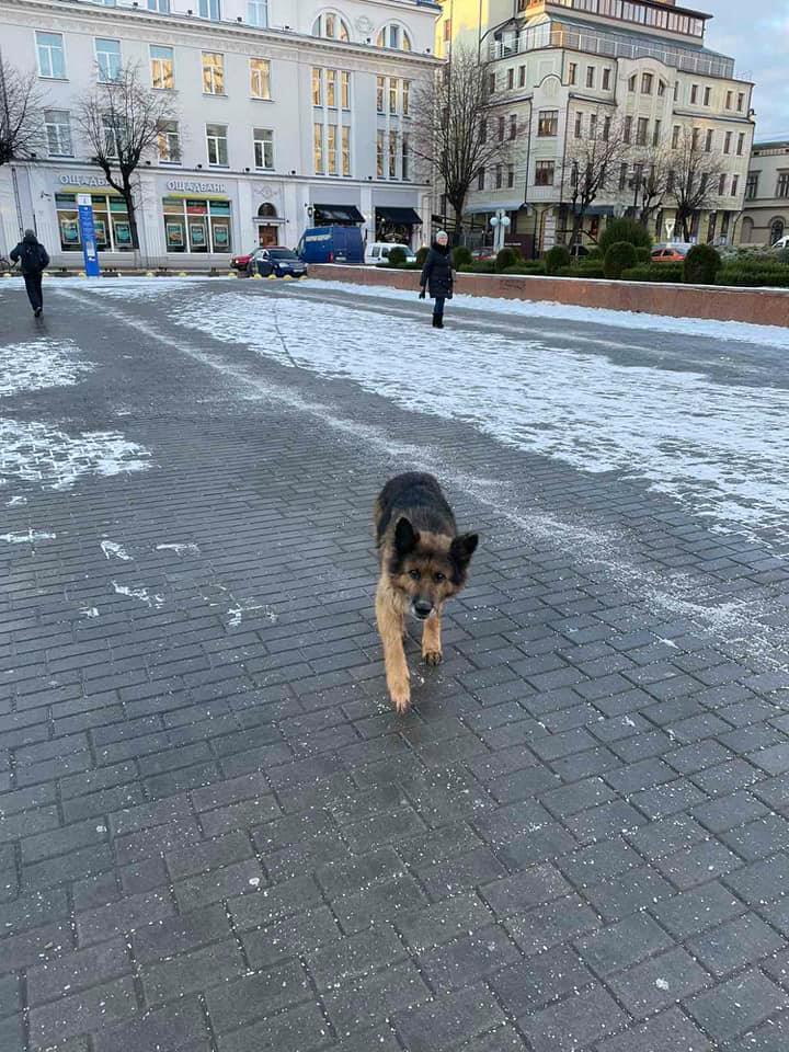 Хатіко по-франківськи: в середмісті вірний собака вже кілька днів чекає на господаря ФОТО