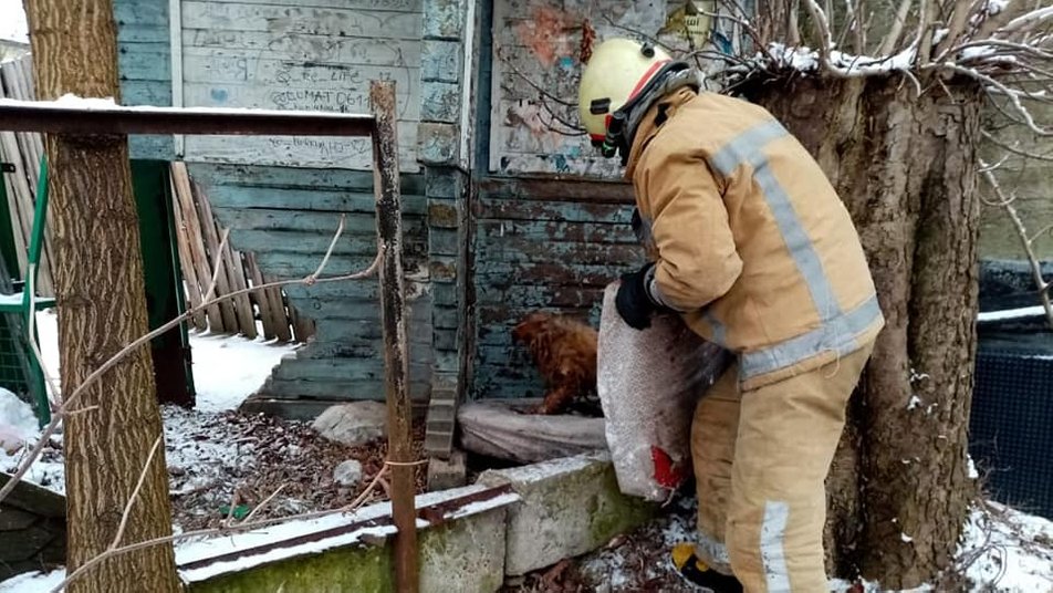 Прикарпатські надзвичайники врятували собаку, який примерз до льоду ФОТО