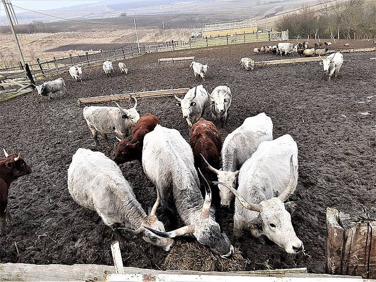 Неподалік Франківська фермер вирощує карпатських буйволів ФОТО