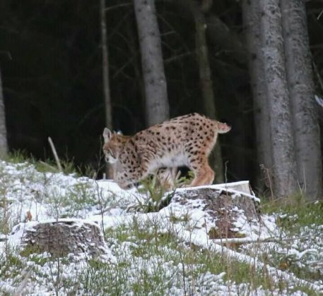 В Карпатах, у об'єктив фотографа потрапив рідкісний вид рисей ФОТО