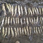 На Прикарпатті в річці масово загинула риба - сума збитків понад 18 тисяч гривень ФОТО