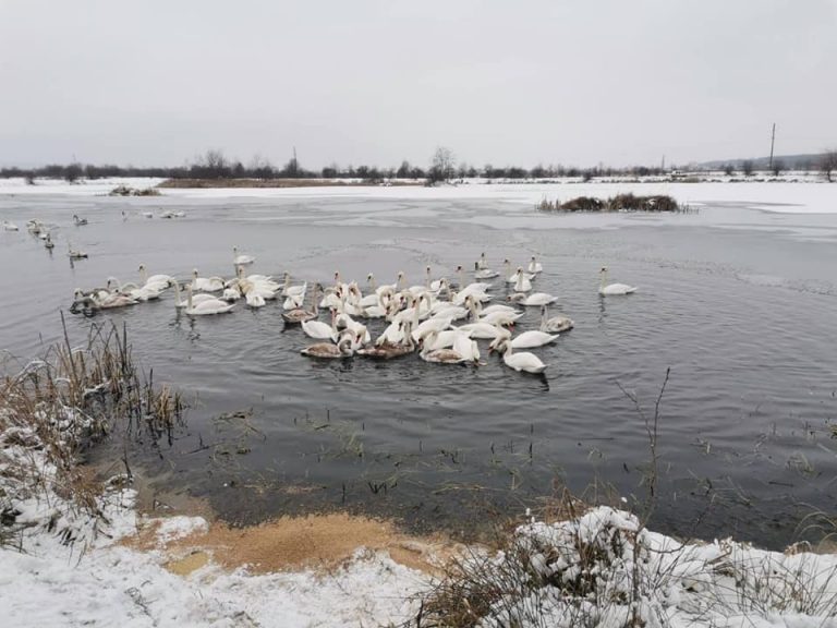 На калуському озері із криги рятували лебедів ФОТО