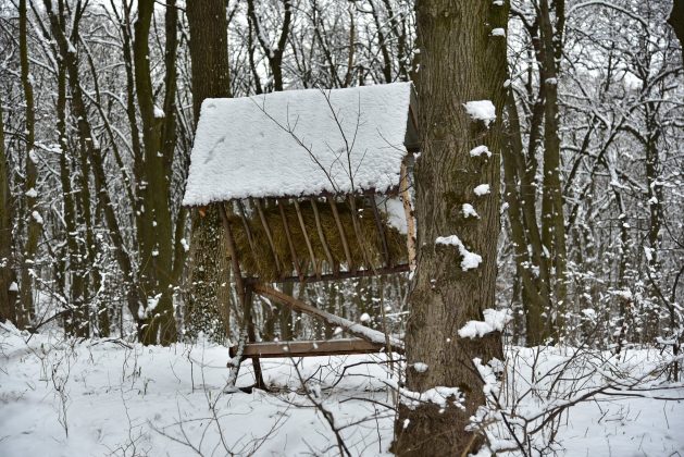 На Франківщині триває зимовий облік мисливських тварин ФОТО та ВІДЕО