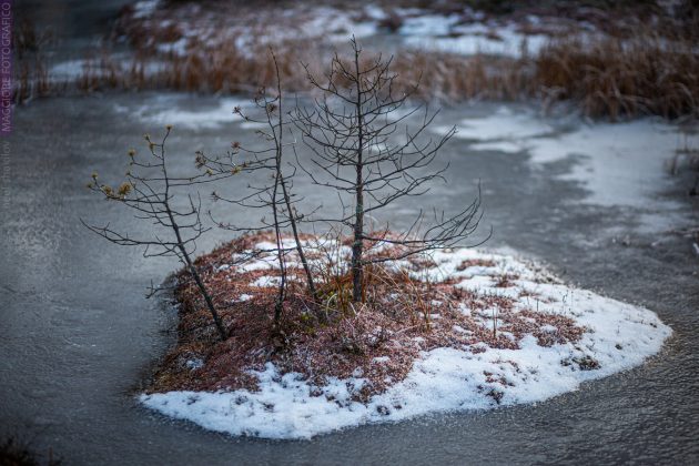 «Унікальне болото у горах»: на Франківщині показали зимові краєвиди з болота Ширковець ФОТОРЕПОРТАЖ