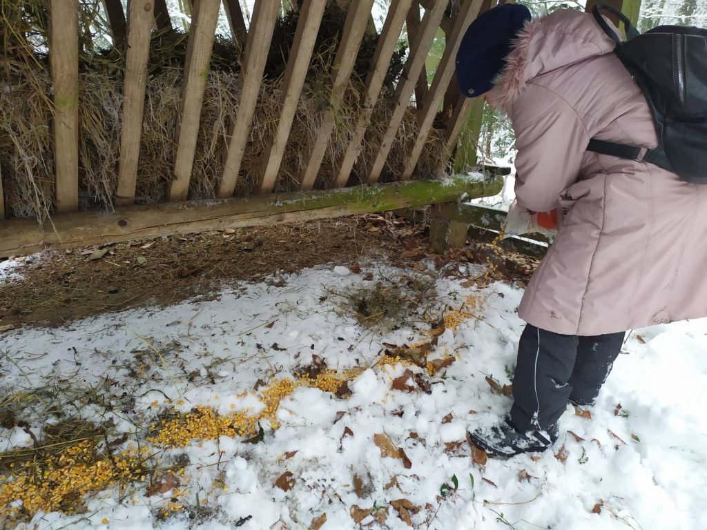 Прикарпатські школярі допомагають лісівникам підгодовувати диких звірів ФОТО