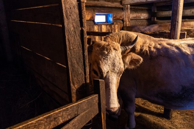 В гостях у гуцула: Як живе відомий космачанин Михайло Дідишин ФОТОРЕПОРТАЖ