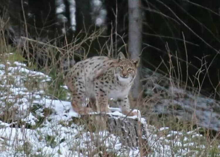 В Карпатах, у об'єктив фотографа потрапив рідкісний вид рисей