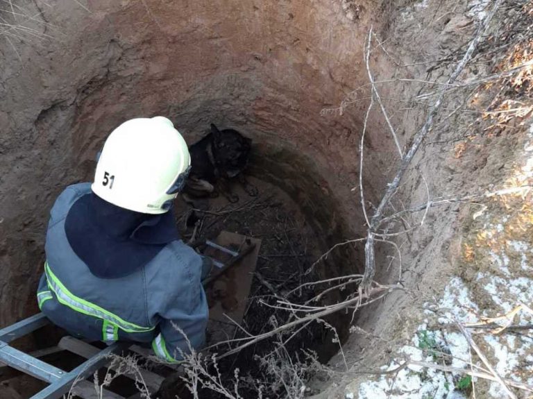 Франківські надзвичайники рятували собаку, яка упала не могла вибратись із ями у закинутій будівлі