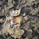 захоронення