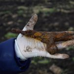 захоронення