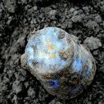 захоронення