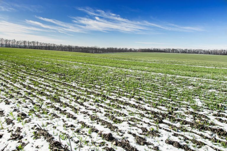 Прикарпатські аграрії розповіли про вплив погоди на озимі культури ВІДЕО