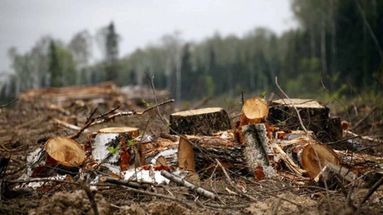 Франківська обласна прокуратура вимагає відшкодування 2 млн 400 тис. грн збитків, спричинених унаслідок незаконних рубок лісу