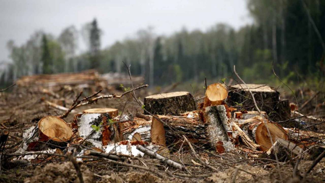 Франківська обласна прокуратура вимагає відшкодування 2 млн 400 тис. грн збитків, спричинених унаслідок незаконних рубок лісу