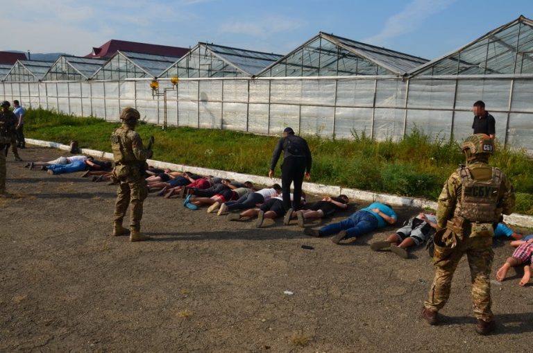 Житель Косівщини, який працював у теплиці, де вирощували канабіс, відбувся штрафом