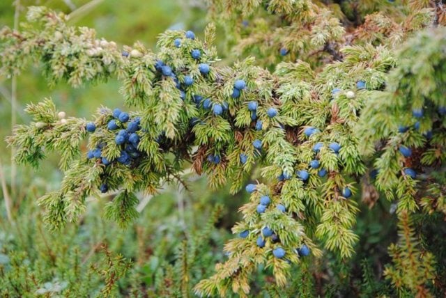 На території Делятинського лісгоспу росте понад десяток різних червонокнижних рослин ФОТОРЕПОРТАЖ