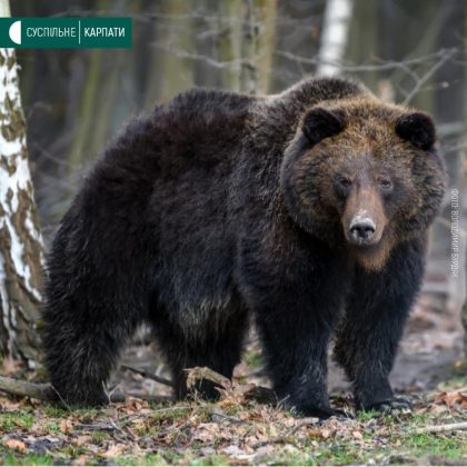 У мережі показали весняні світлини мешканців Галицького нацпарку ФОТОРЕПОРТАЖ