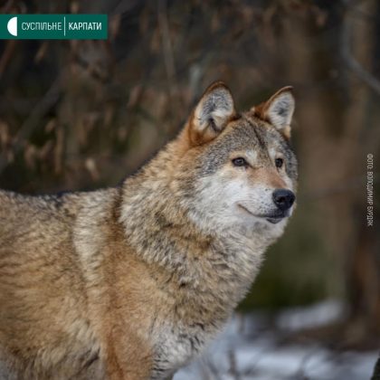 У мережі показали весняні світлини мешканців Галицького нацпарку ФОТОРЕПОРТАЖ